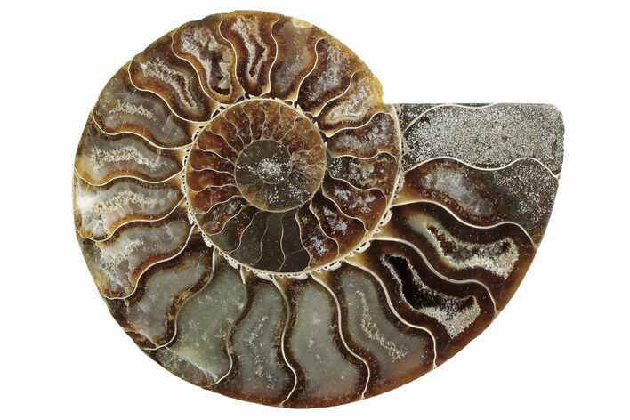 Cut & Polished Ammonite Fossil (Half) - Madagascar #364908